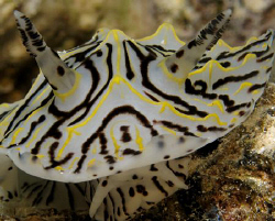 Halgerda Willeyi taken with Canon G9 and Ikelite DS51 str... by James Dawson 